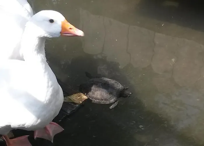Il Laghetto Alojamento de Acomodação e Pequeno-almoço